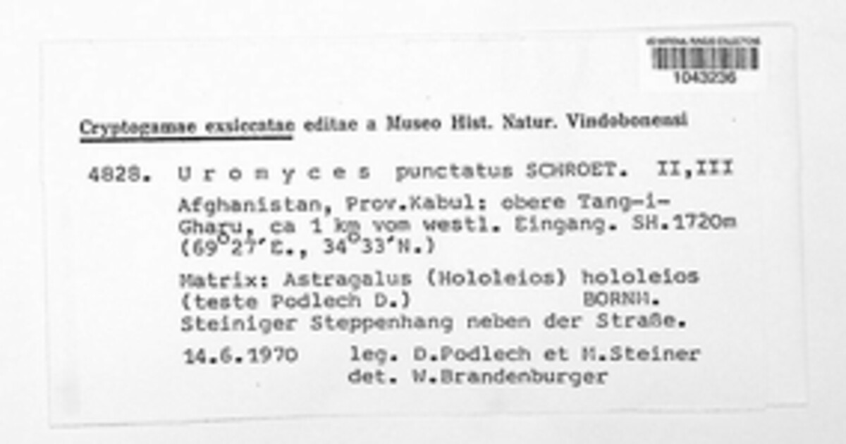 Uromyces pisi-sativi image